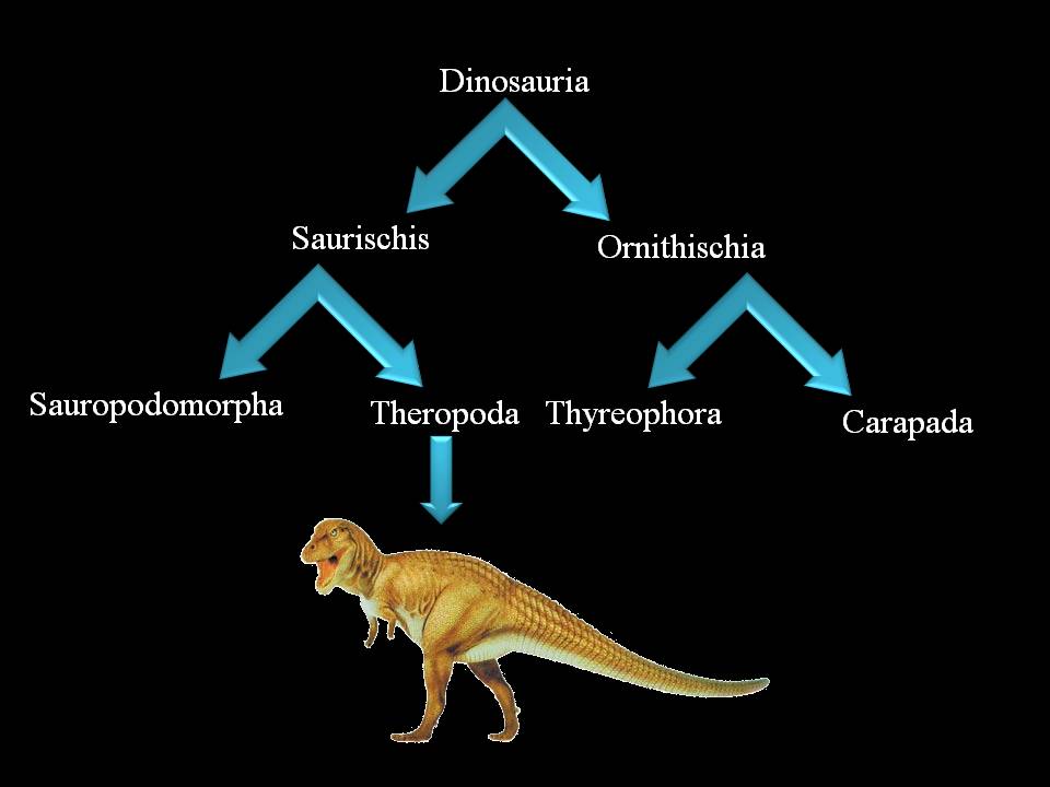 Theropod Dinosaur Family